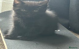 Mixed Breed cats for sale: Three lovely mixed breed kittens - Image 12