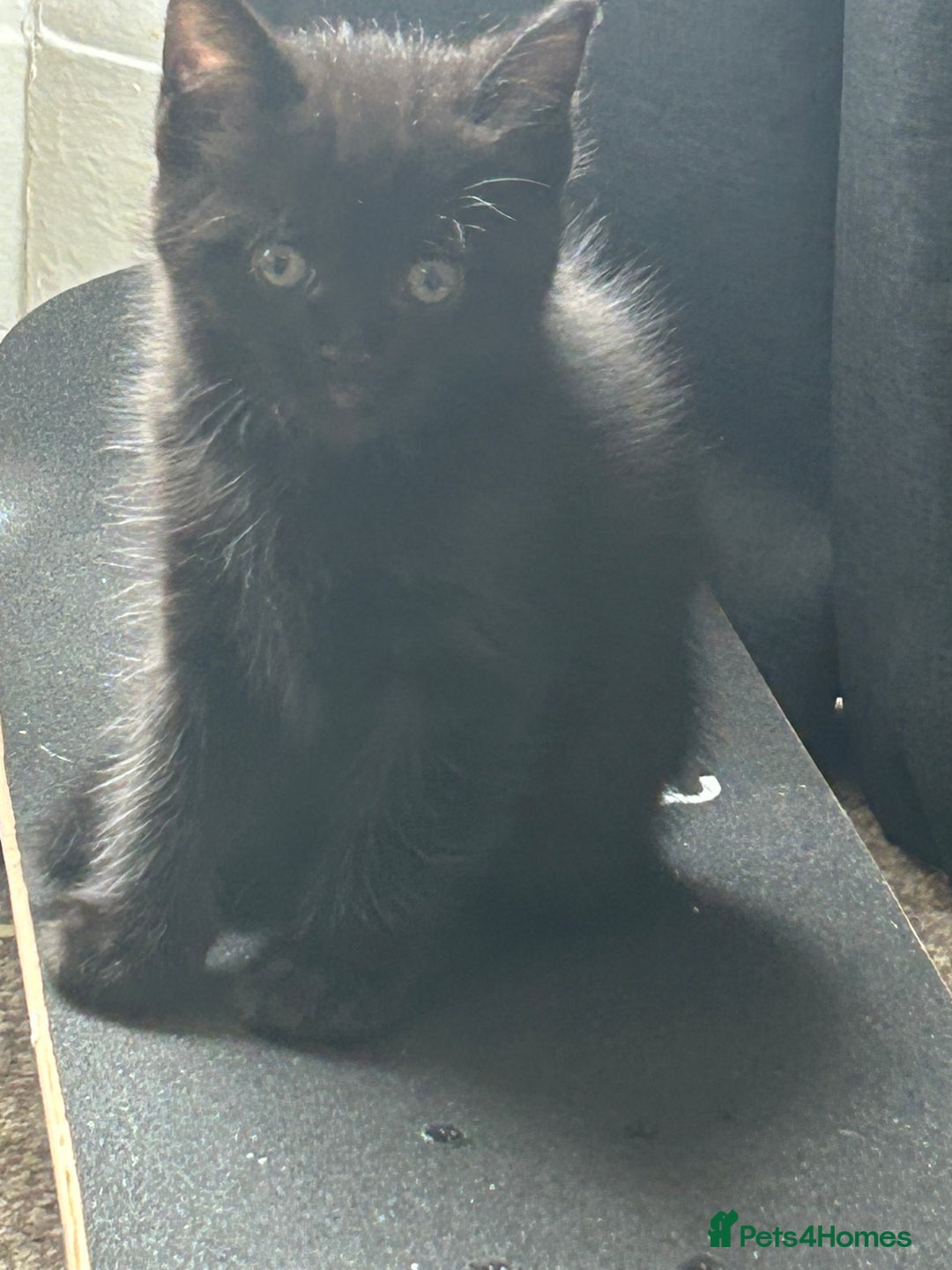 Mixed Breed cats for sale: Three lovely mixed breed kittens - Image 12