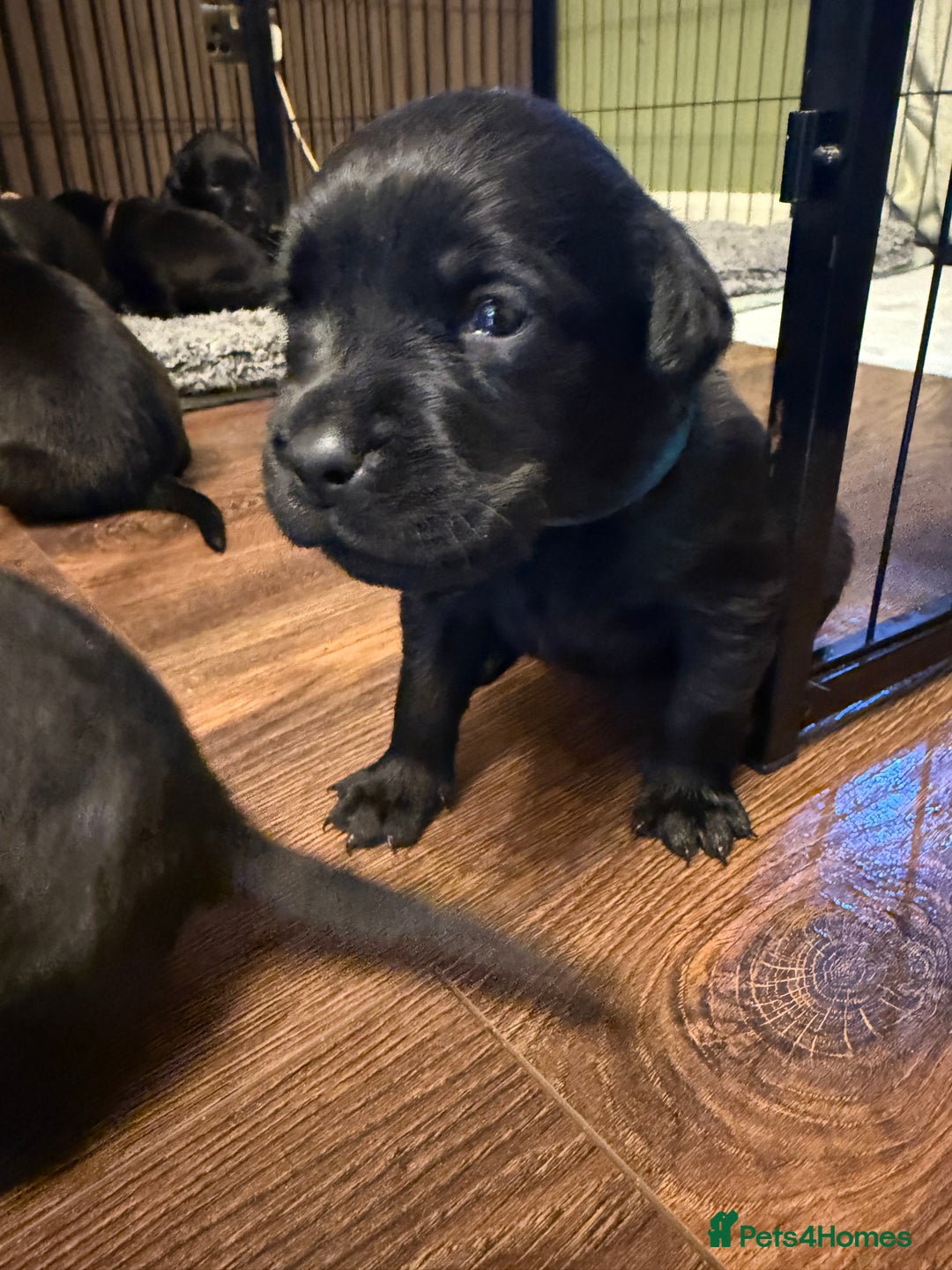Mixed Breed dogs for sale: Mastador pups - Image 8