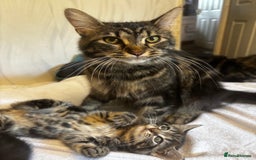 Norwegian Forest Cat cats for sale: Beautiful fluffy kittens - Image 19