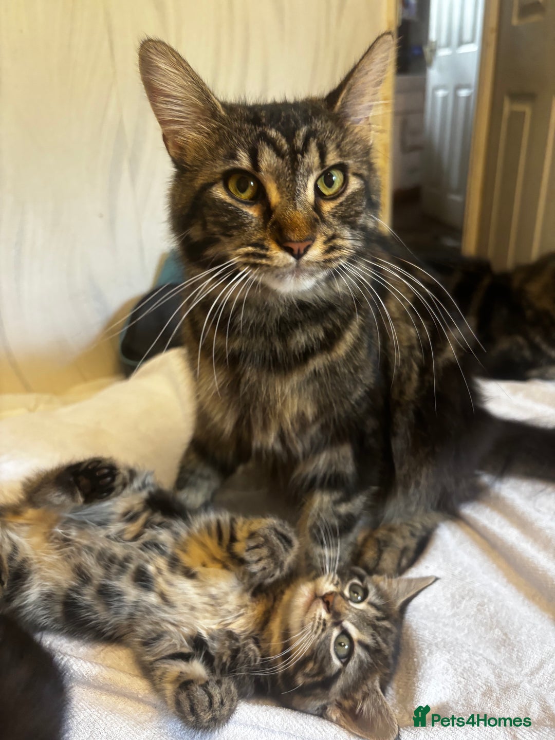 Norwegian Forest Cat cats for sale: Beautiful fluffy kittens - Image 19
