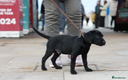 Labrador Retriever dogs for sale: Last 2 Black male labrador puppies vaccinated KC  - Advert 11