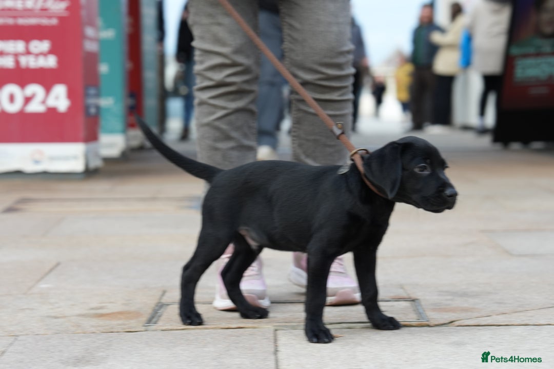 Labrador Retriever dogs for sale: Last 2 Black male labrador puppies vaccinated KC  - Advert 11