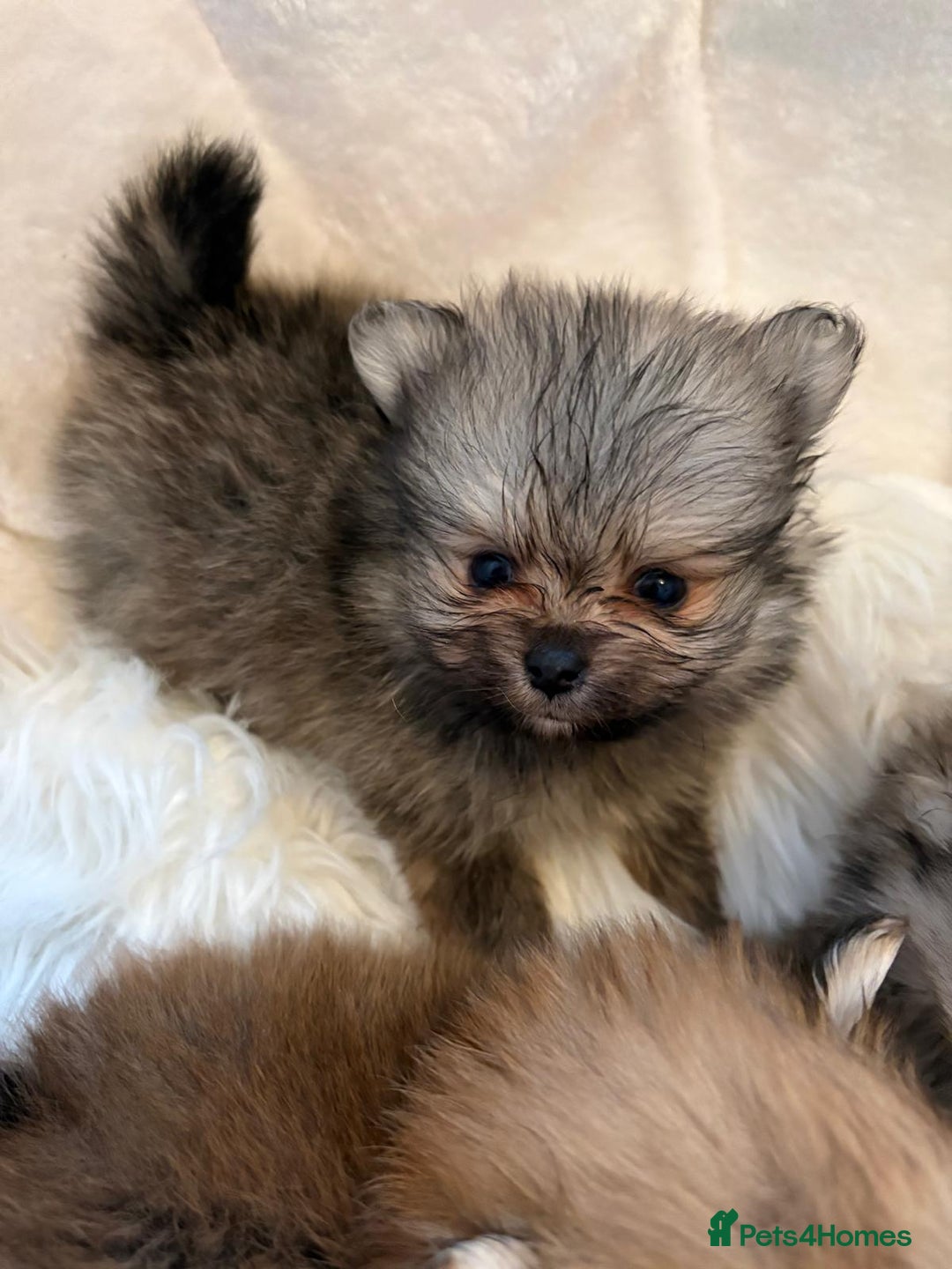 Pomeranian dogs for sale: Amazing KC pom puppies. Really tiny  - Advert 2