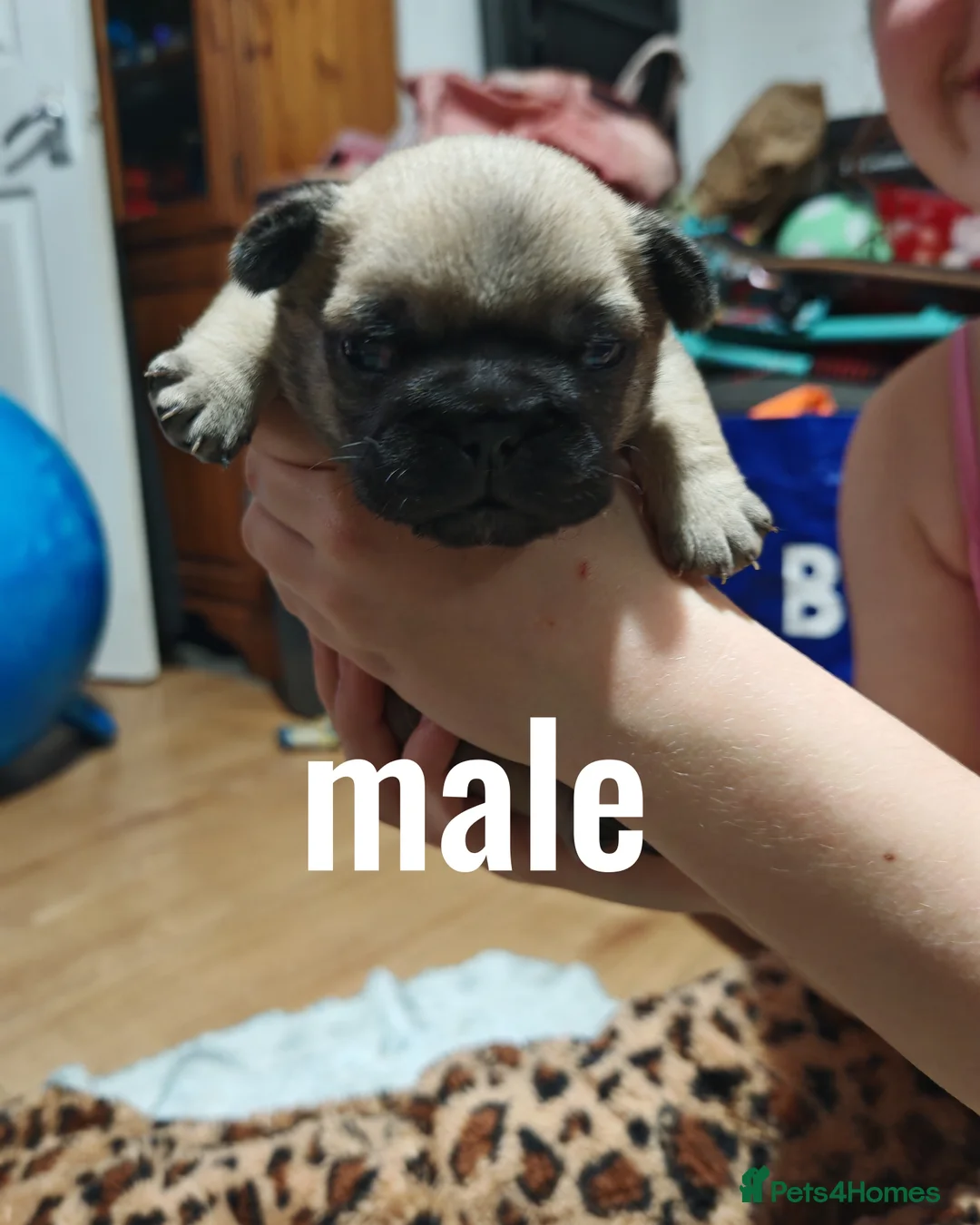 Frug dogs for sale: Frug puppies  - Advert 21
