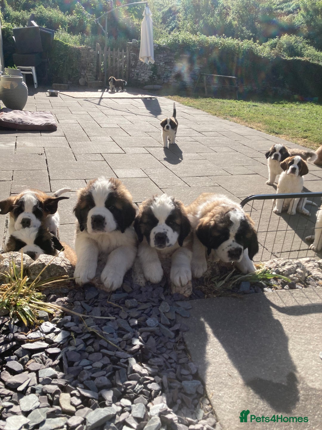Saint Bernard dogs for sale: Saint pups from HIP & ELBOW tested parents  - Advert 18