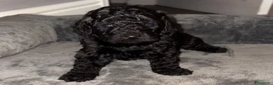 Cockapoo 2
