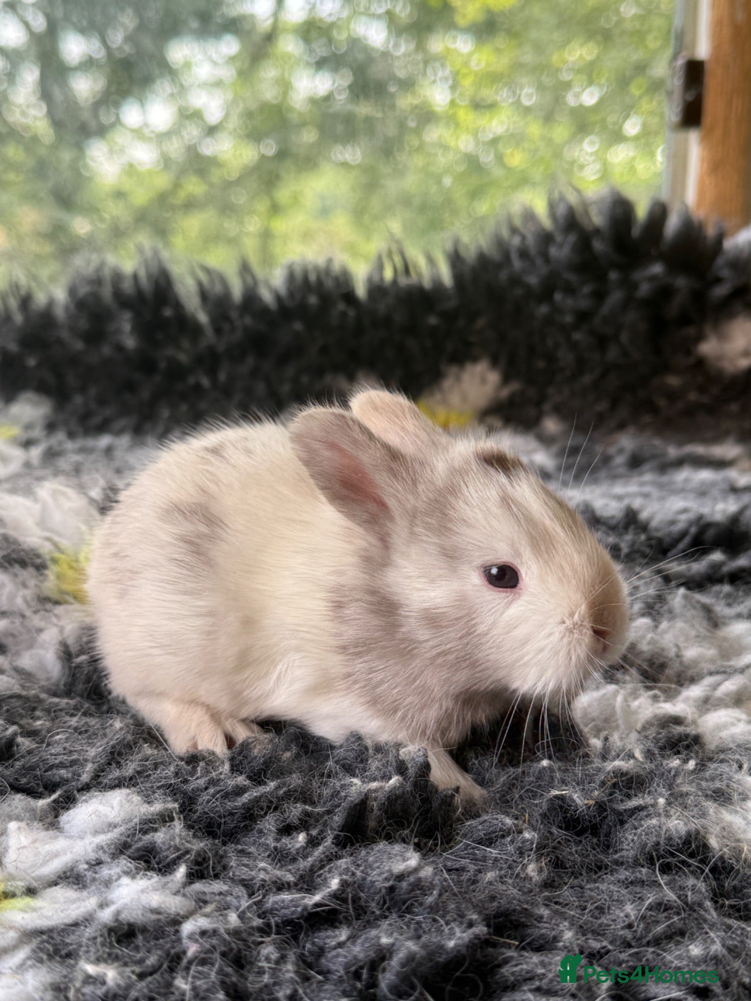 Angora rabbits Angora X bunny rabbits  - Advert 2