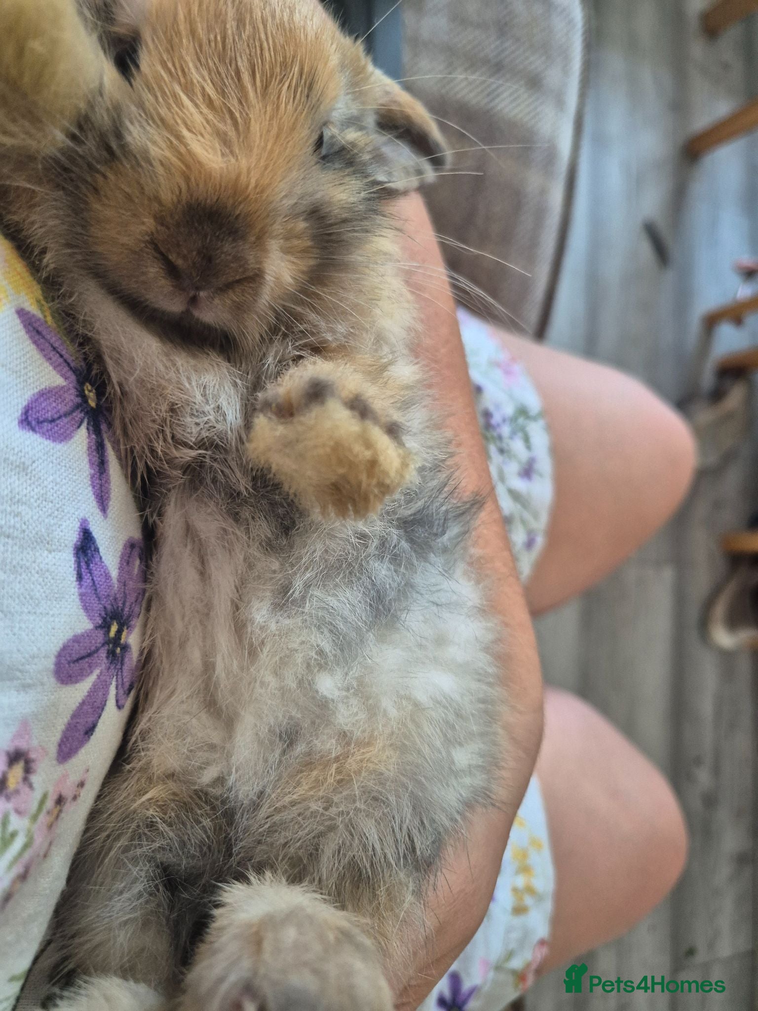Mini Lop rabbits mini lop babies for sale - Advert 9