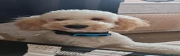 Cockapoo dogs for sale: Coming soon in Blackpool - Advert 7