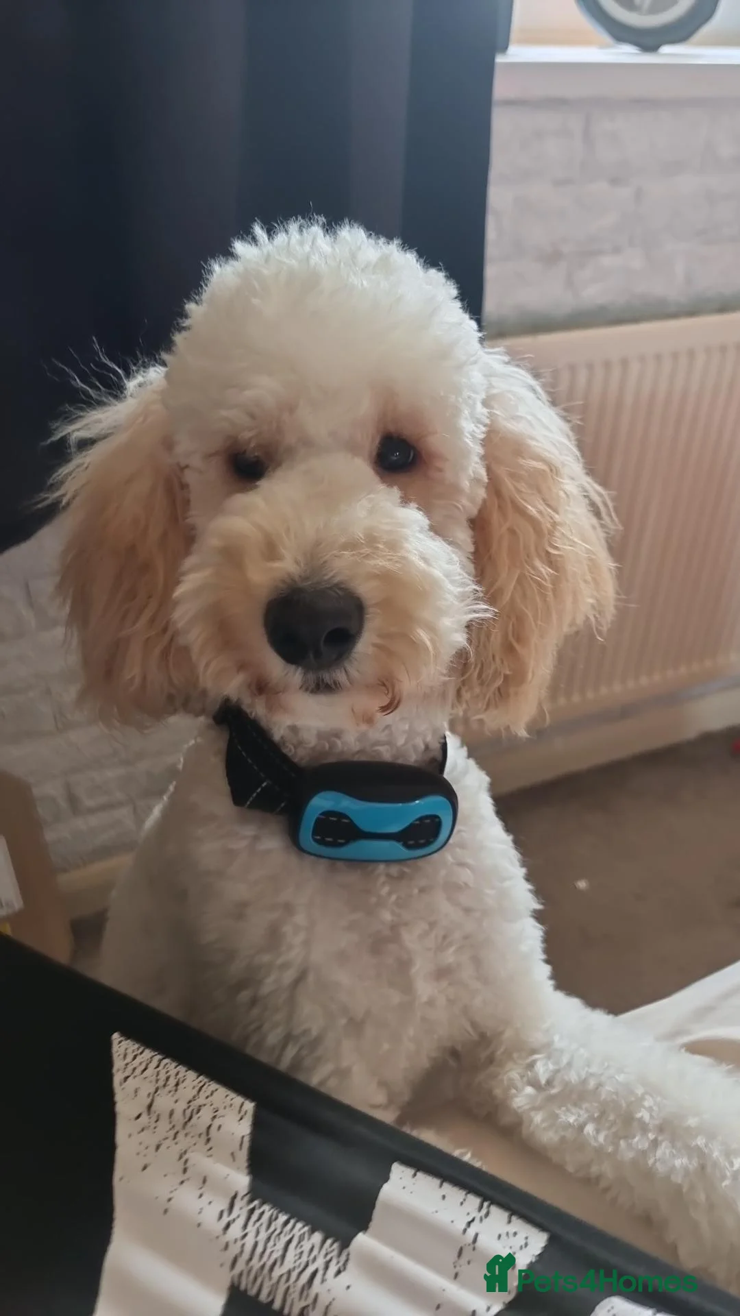 Cockapoo dogs for sale: Coming soon in Blackpool - Advert 7