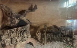 Gecko reptiles for sale: Yellow Leopard Gecko + Full setup  - Image 7