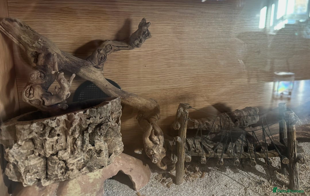 Gecko reptiles for sale: Yellow Leopard Gecko + Full setup  - Image 7