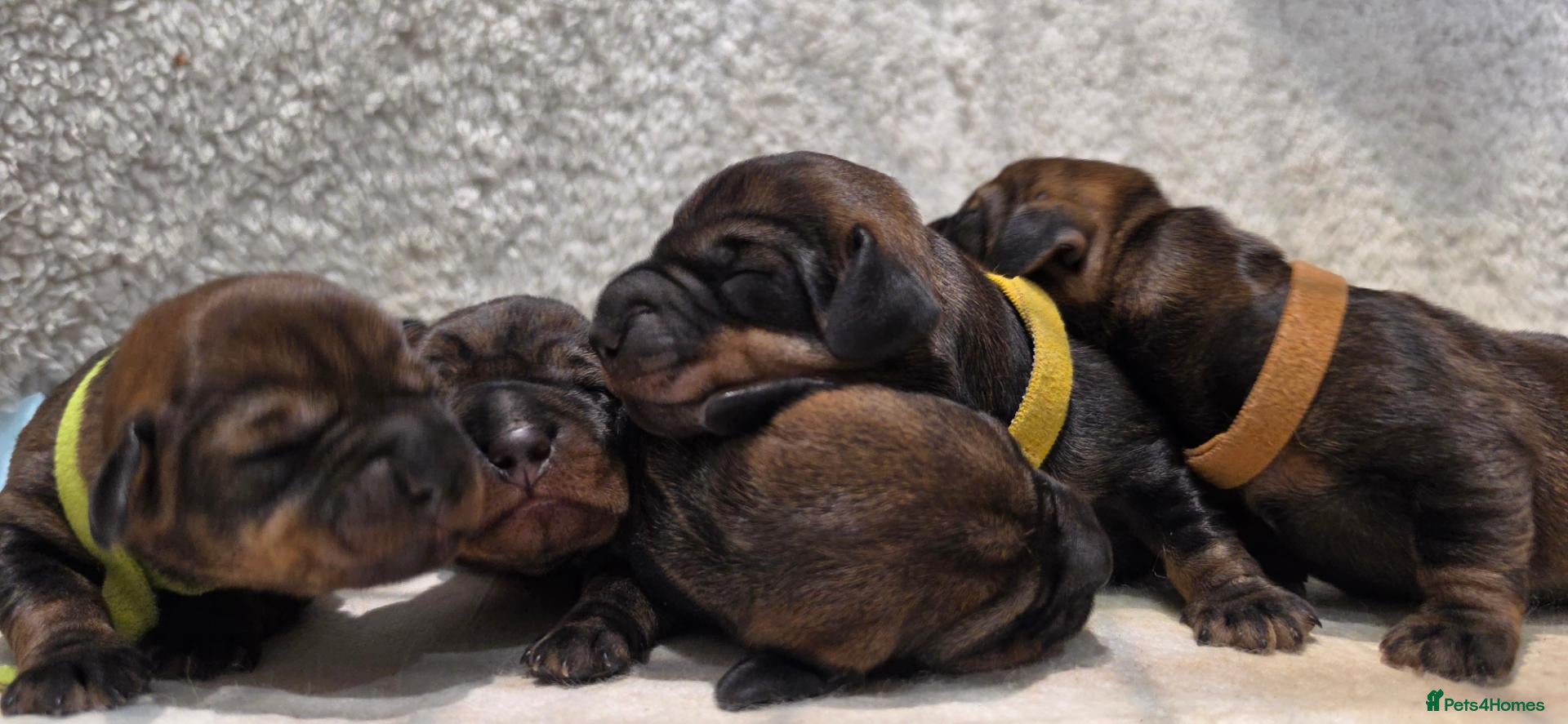 Dachshund dogs Dachshund/Teckle Standard Wire Haired Puppies - Advert 1