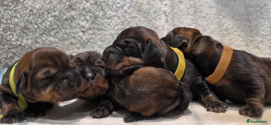 Dachshund dogs for sale: Dachshund/Teckle Standard Wire Haired Puppies in Wotton-under-Edge - Advert 1