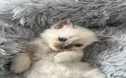 Ragdoll cats for sale: Blue colourpoint Ragdolls  - Image 9