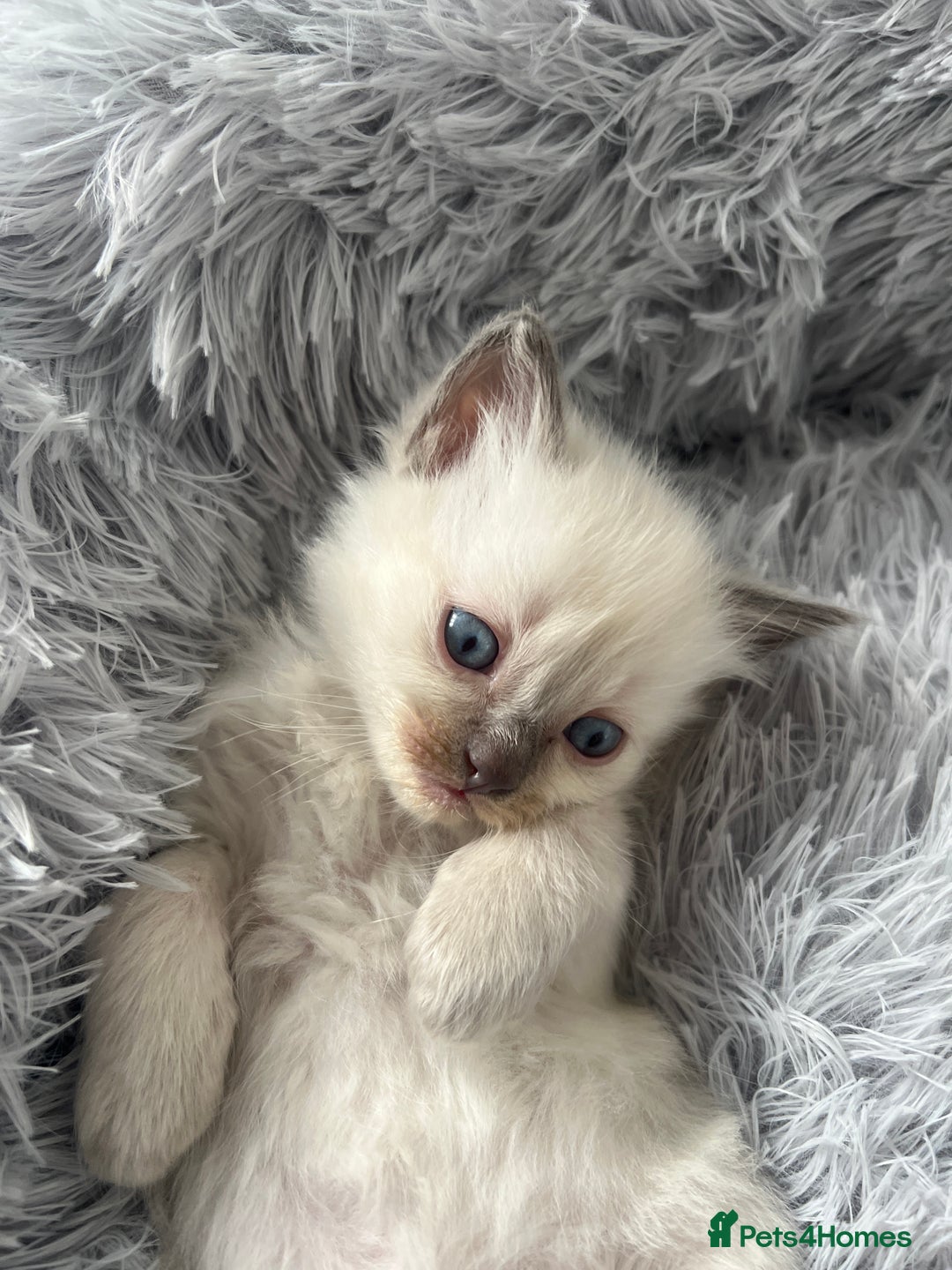 Ragdoll cats for sale: Blue colourpoint Ragdolls  - Image 9