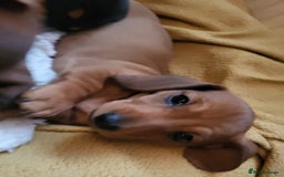 Miniature Dachshund dogs for sale: Ready to leave Miniature dachshunds cearphilly  - Image 28