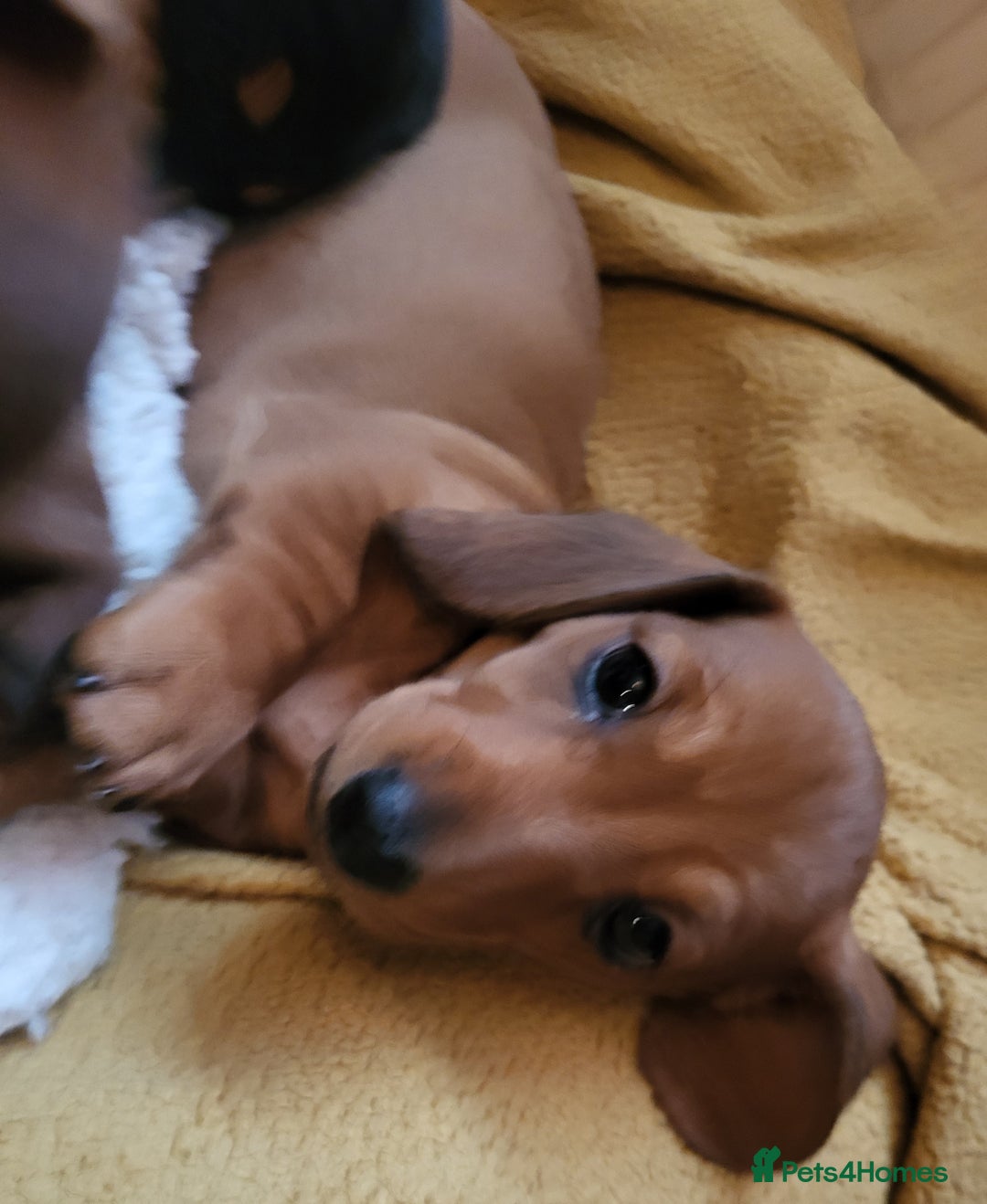 Miniature Dachshund dogs for sale: Ready to leave Miniature dachshunds cearphilly  - Image 28