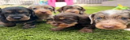Dachshund dogs for sale: Wire-haired Dachshunds 🤎🐾 - Advert 17