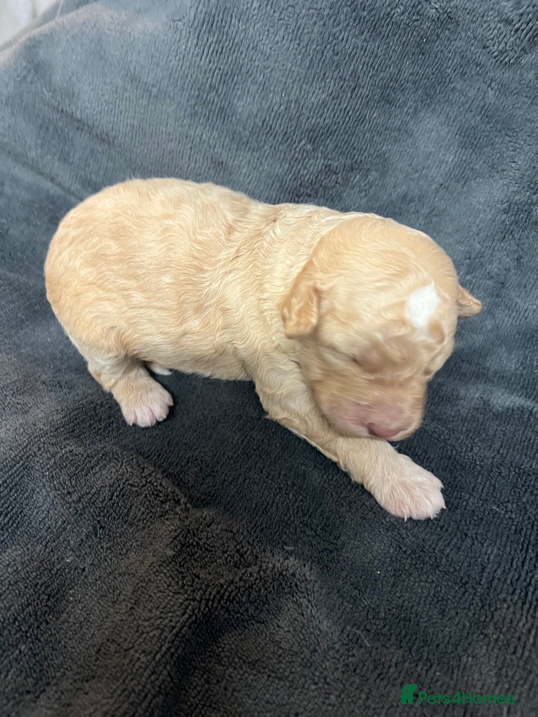 Cockapoo dogs for sale: Stunning F1B Cockapoos - Advert 7