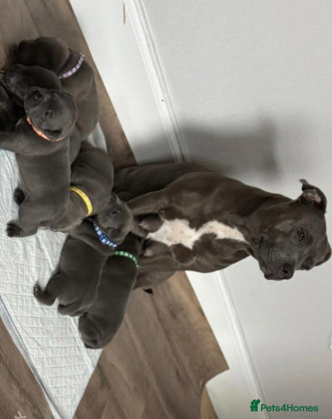 Staffordshire Bull Terrier dogs %100Pedigree  Staffordshire Bull Terrier Puppies - Advert 11