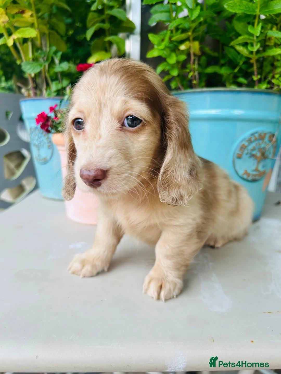 Miniature Dachshund dogs for sale: Chocolate, Cream & Dapple - 5 star Breeder  - Advert 17