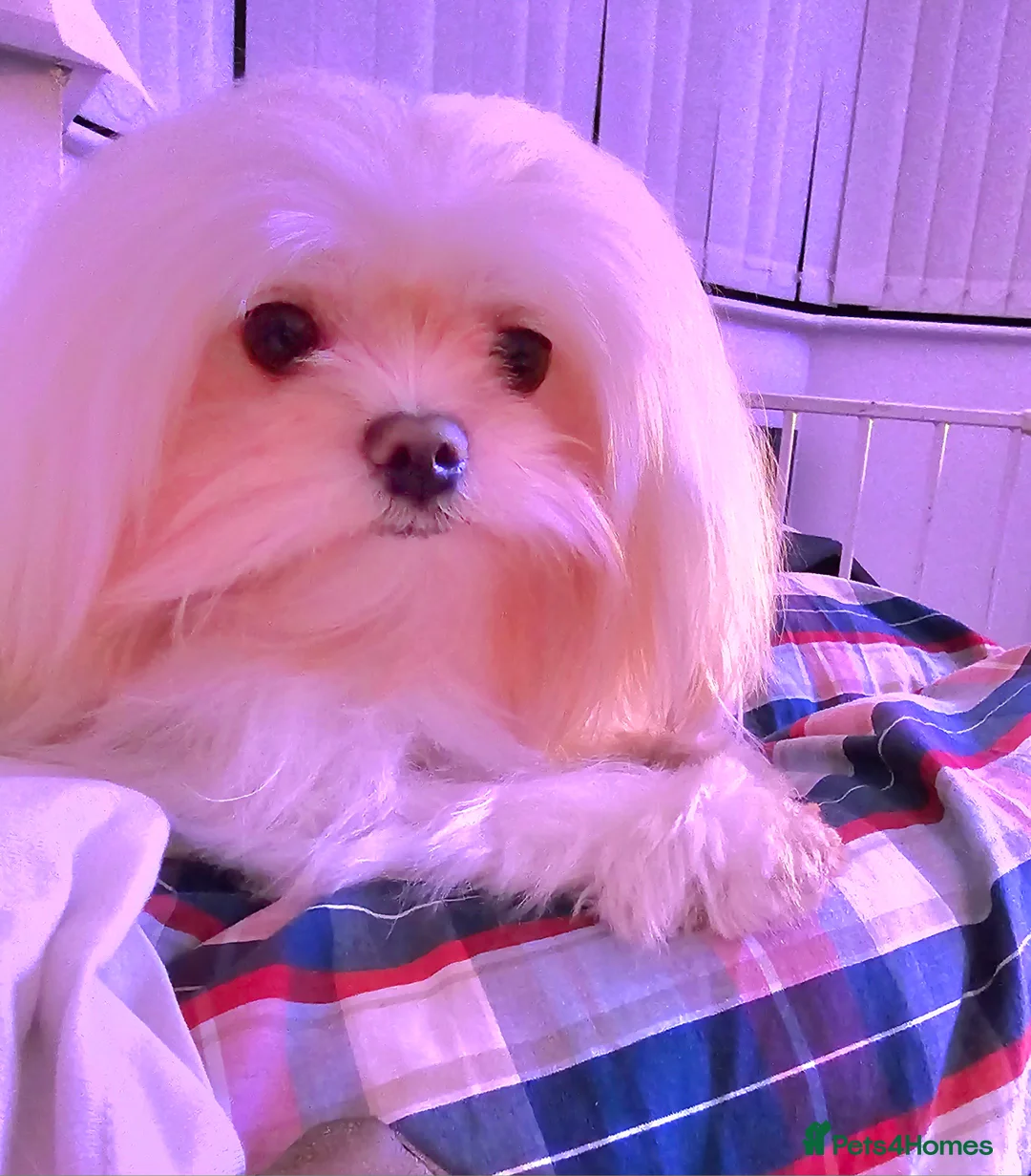 Maltese dogs for stud: 2kg kC Korean line Maltese stud in Derby - Advert 4