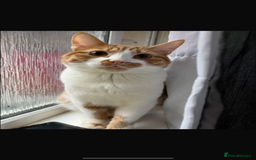 American Wirehair cats for sale: Male 3 years friendly  - Image 1