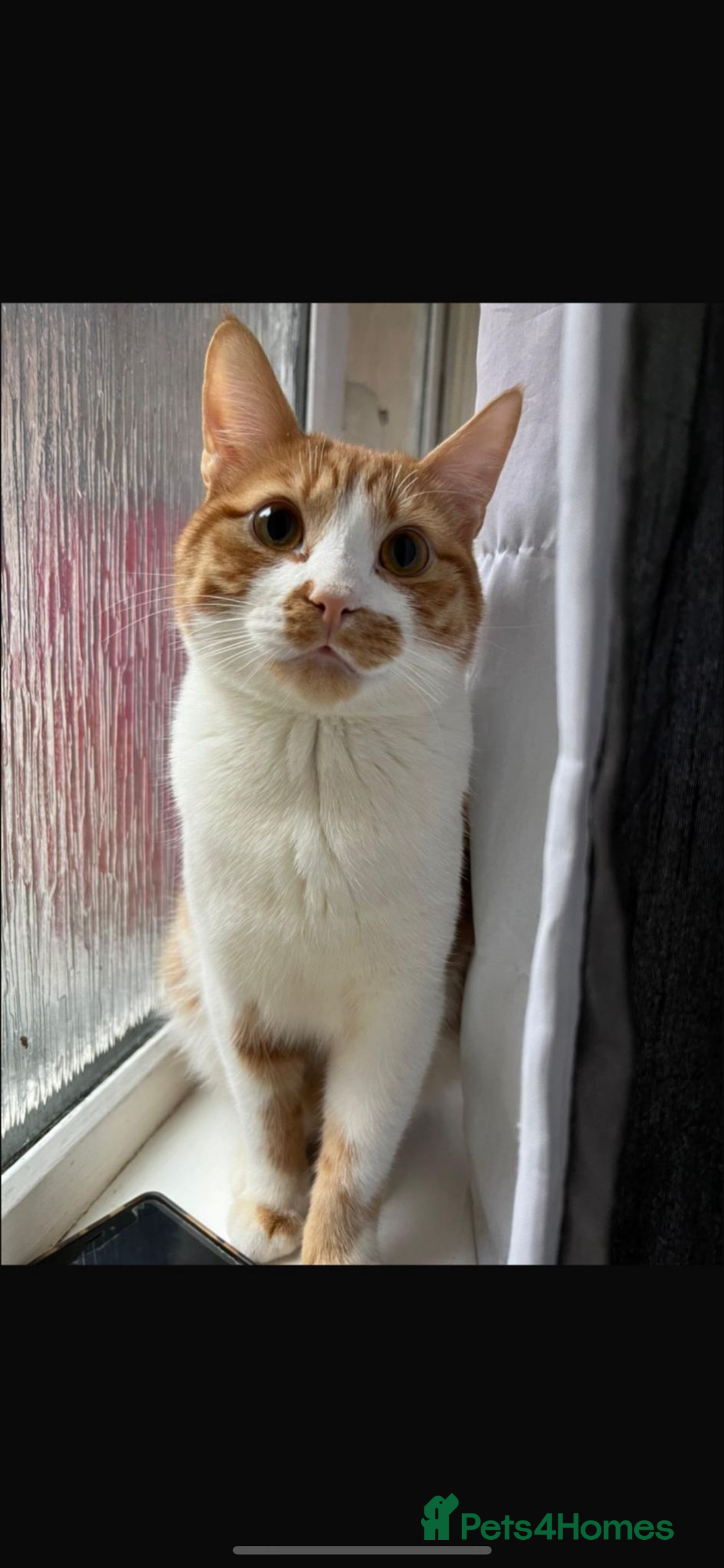American Wirehair cats for sale: Male 3 years friendly  - Image 1