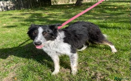 Border Collie dogs for sale: Gorgeous boy Jock  - Image 2
