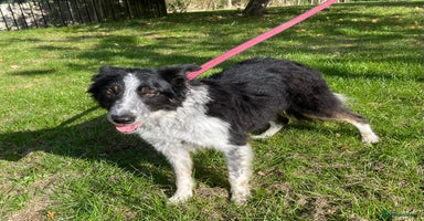 Border Collie dogs - Advert 3