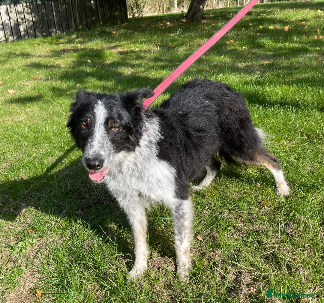Border Collie dogs for sale: Gorgeous boy Jock  - Image 2