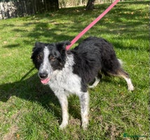 Border Collie dogs - Advert 4