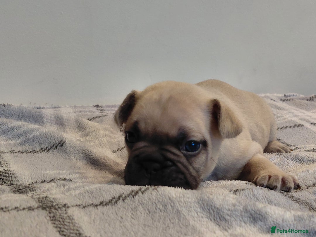 French Bulldog dogs for sale: French bulldog puppies - Image 7