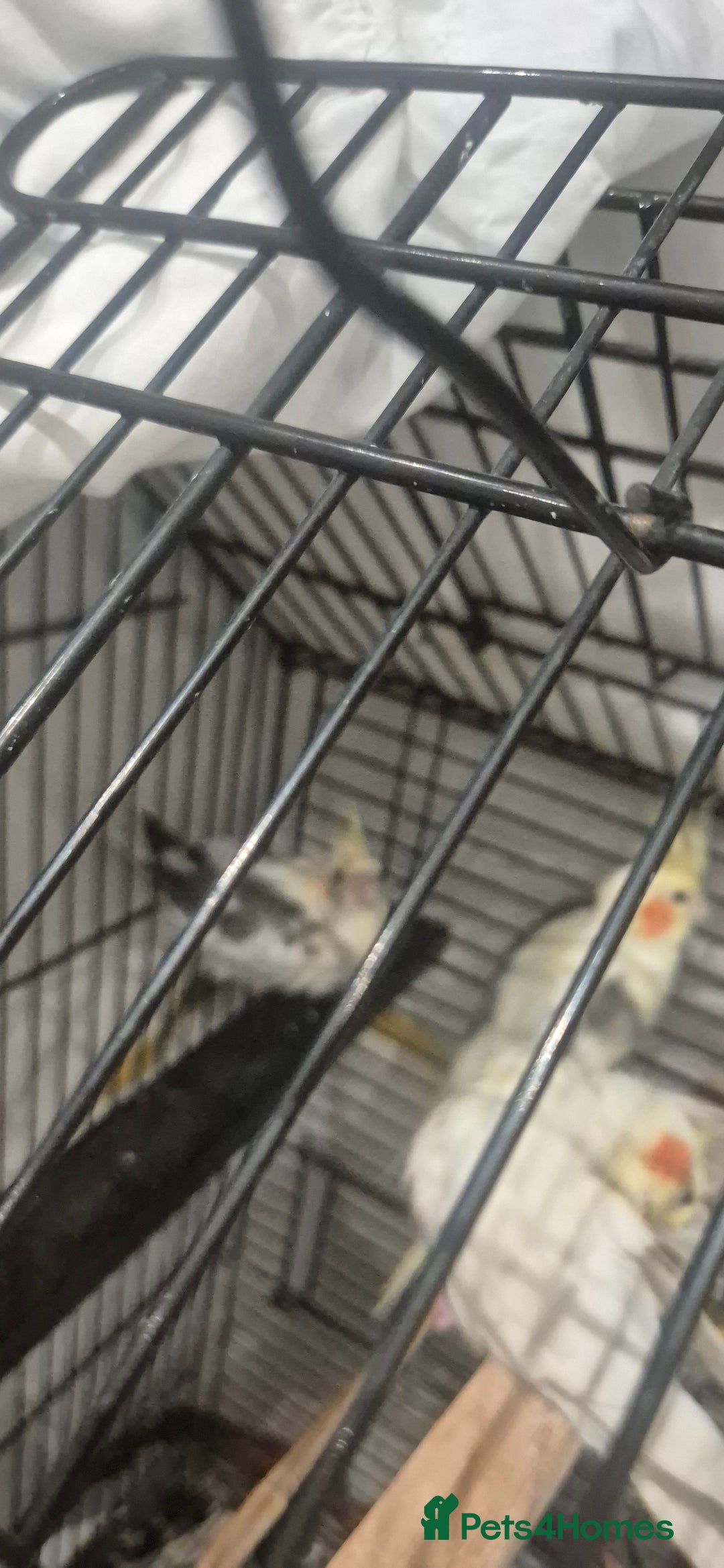 Cockatiels birds for sale: Lovely birds babyies - Advert 3