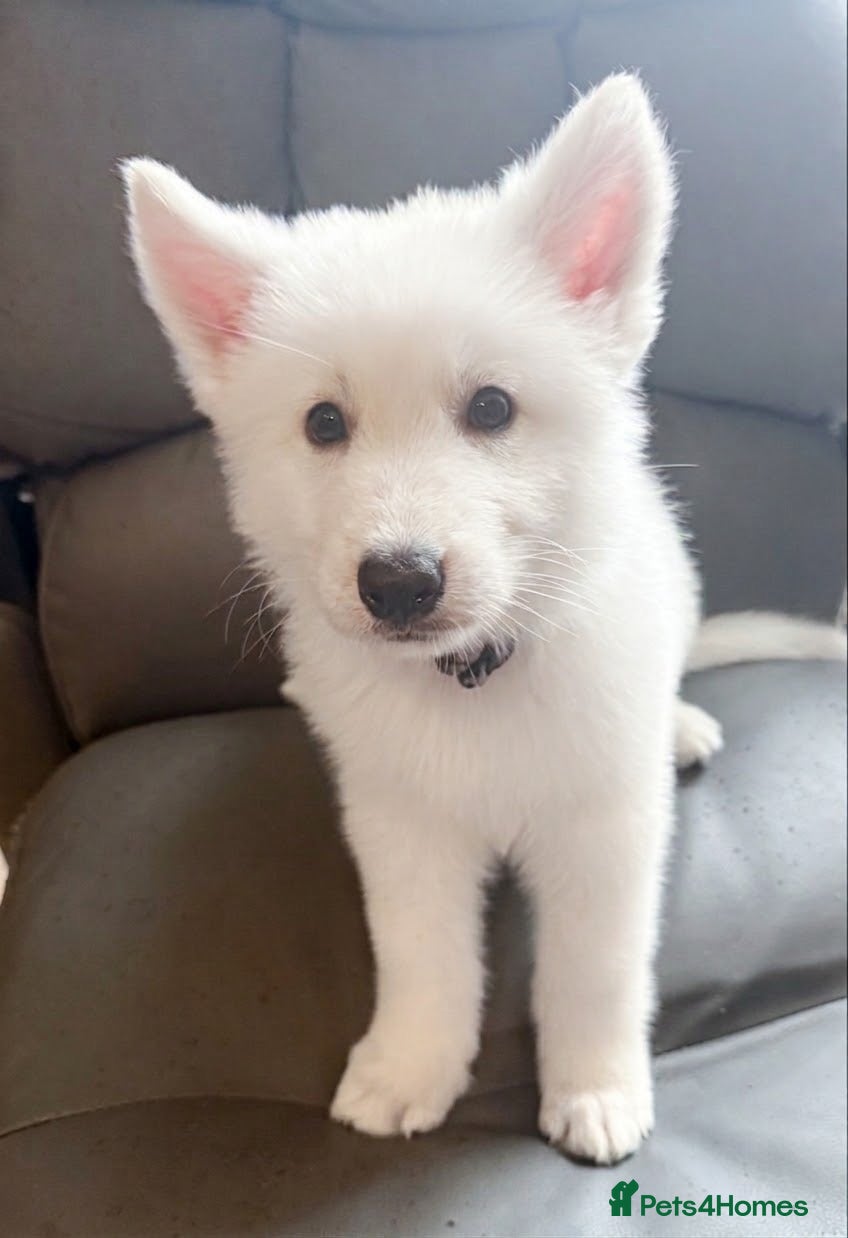 White Swiss Shepherd dogs 🏆 🏆 WORLD CHAMPION BLOODLINES KC WSS PUPS - Advert 3