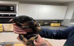 Dachshund dogs for sale: Dachshund puppies - Advert 10