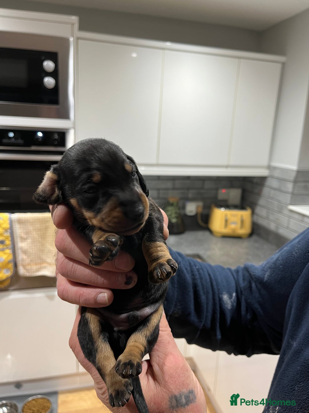 Dachshund dogs for sale: Dachshund puppies - Advert 10