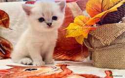 Scottish Fold cats for sale: Purrfect little babies - Image 4