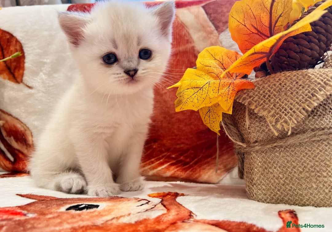 Scottish Fold cats for sale: Purrfect little babies - Image 4