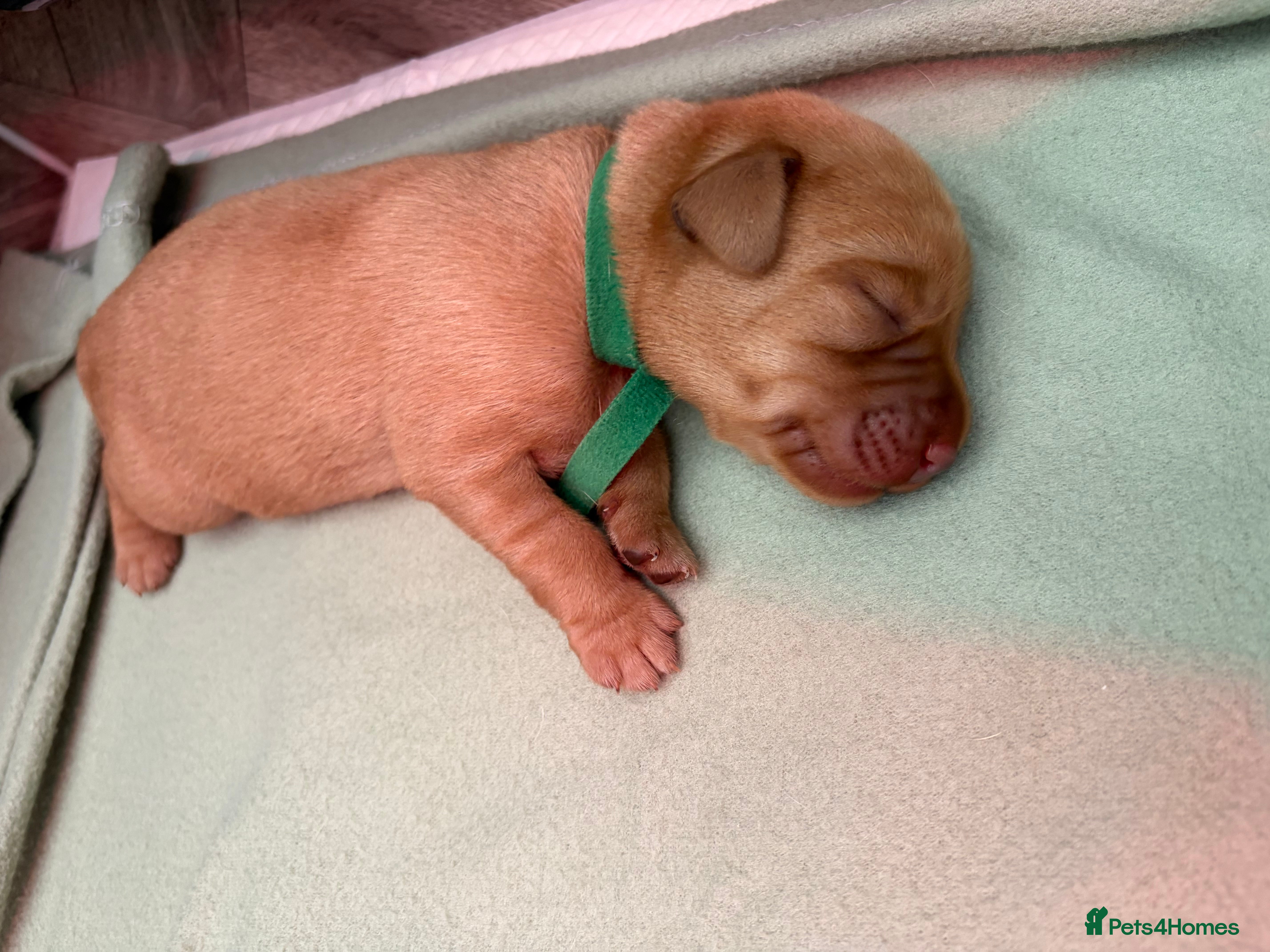 Labrador Retriever dogs 7 KC Reg Labrador champion bloodline Puppies - Advert 2