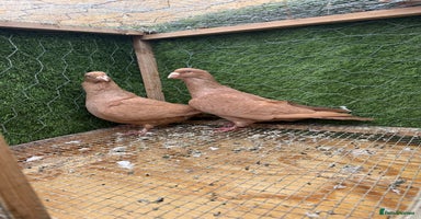 Doves birds - Advert 10