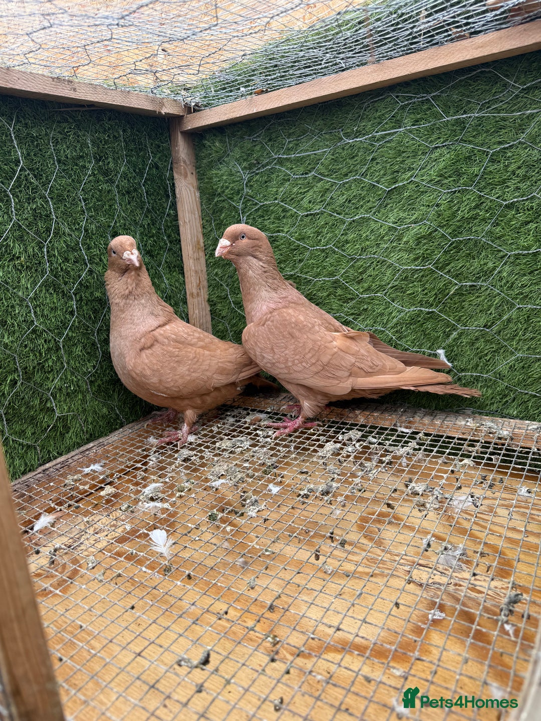 Doves birds for sale: Syrian pigeons for sale - Image 2