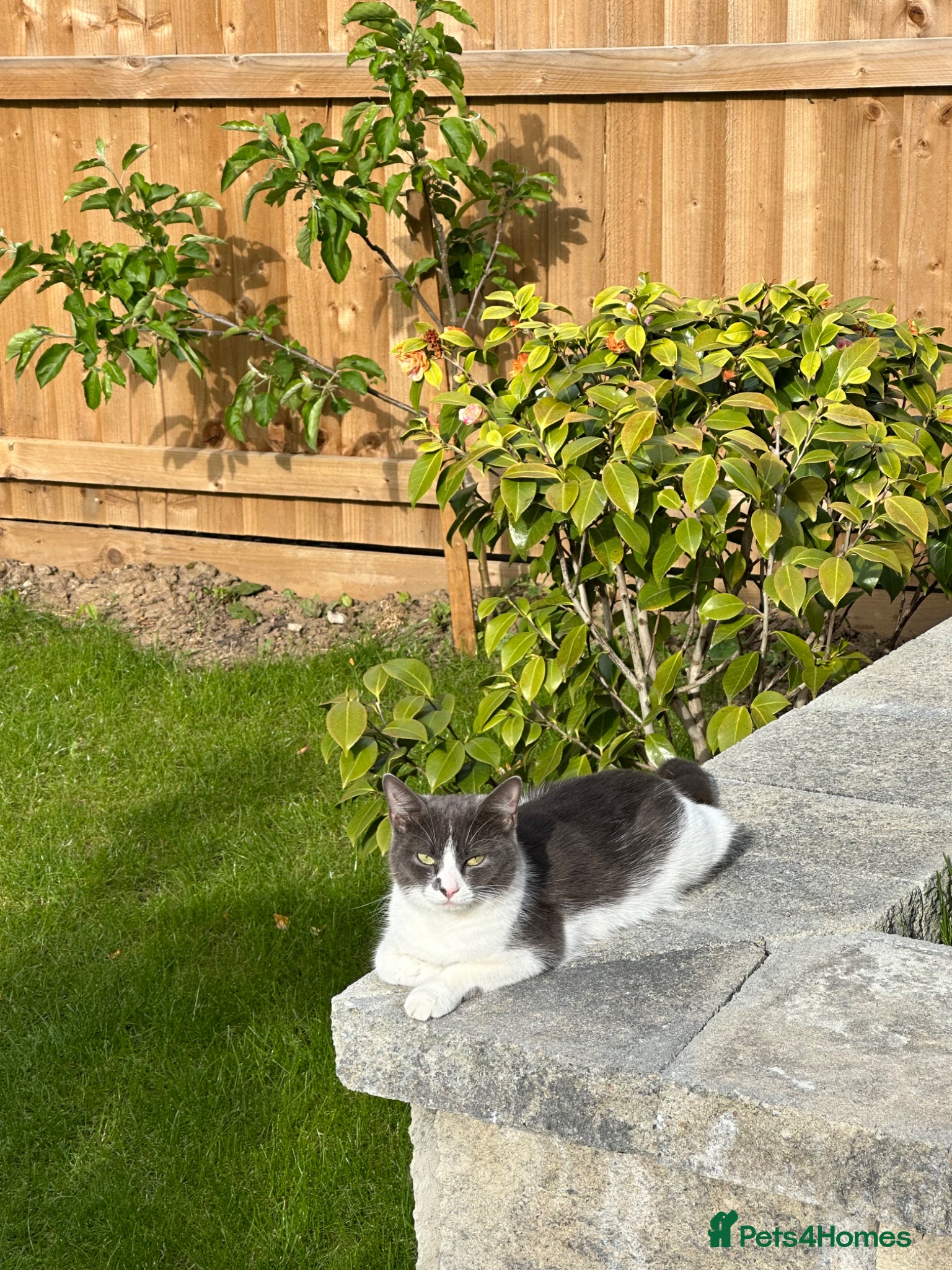 Mixed Breed cats Cat/Female - Advert 1