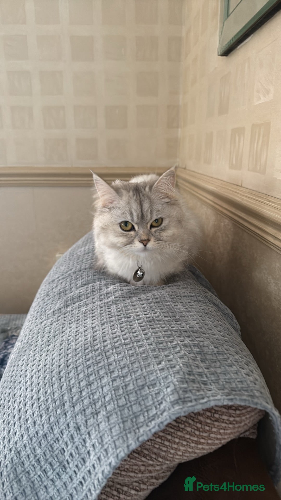 Persian cats Persian long hair cat - Advert 14