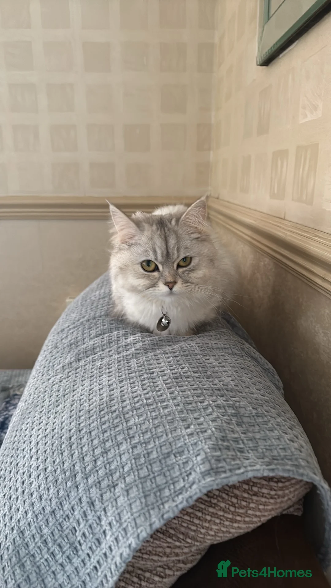 Persian cats for sale: Persian long hair cat in Newcastle upon Tyne - Advert 1