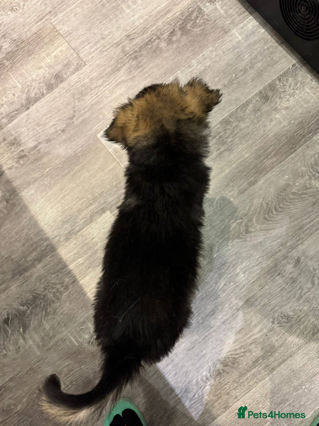 German Shepherd dogs for sale: german shepherd puppies full pedigree  - Advert 19