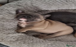 French Bulldog dogs for sale: Quality french bulldogs available to leave 🐾 - Image 14