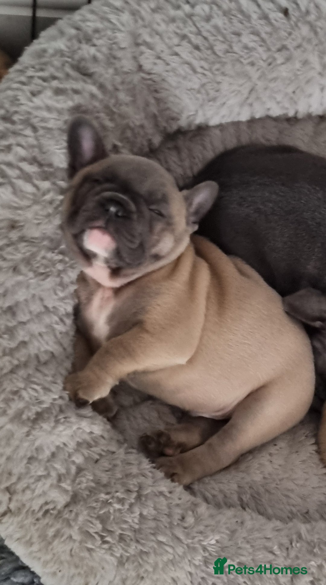 French Bulldog dogs for sale: Quality french bulldogs available to leave 🐾 - Image 14